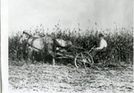 Ed Ward Harvesting Cane in 1914