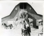 Loading Hay into a Barn in Collyer