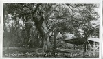 2012-1-164: Kit Carson Tree in Riverside Park