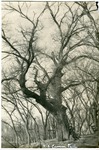 2012-1-168: Kit Carson Tree in Riverside Park