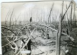 2012-1-284: Tornado of 1895: Henry Hamma Trees
