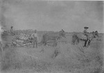 Binding Wheat Shocks in 1899