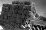 Farmer Holding a Sling to Stack Bales