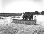 Man on a Hay Rake Being Pulled by Two Horses