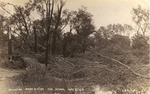 Downed Trees After a Storm on May 2, 1910 by E. D. Ruth