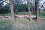 Sheep Grazing at Harvey County West Park