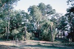 Trees Damaged by the Tornado in May 1962