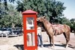 Horse Interest in a Telephone Booth