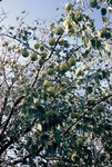 Hedge Apples on a Hedge Tree
