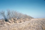 Tumbleweeds Blown Against a Row of Trees
