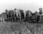 Man Riding a Plow Pulled by Horses