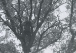 ROTC Member in Tree, Looking Down at Camera