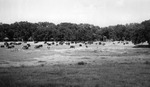 Cattle grazing on a pasture at the Experiment Station by Louis C. Aicher 1887-1977