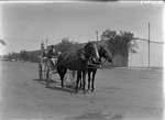 Box 19, Neg. No. 25007: Horses and a Man on a Buggy