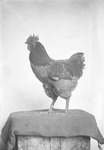 Box 29, Neg. No. 40441-1: Rooster