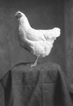 Box 32, Neg. No. 49501: Chicken Standing in a Studio