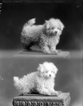 Box 33, Neg. No. 1875: Two Photographs of a Puppy
