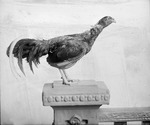 Box 35, Neg. No. 06576: Young Turkey on a Pedestal