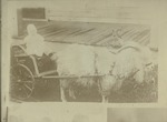 Box 54, Neg. No. 40872: Photograph of a Baby and Goat