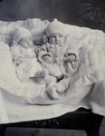 Box 71, Neg. No. 54634: Budge & Dunn Babies by William R. Gray
