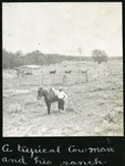 006-03: Cowboy and His Ranch
