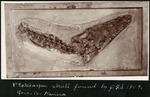 028-02: Platecarpus Skull by George Fryer Sternberg 1883-1969