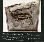 029-01: Fossil of a Hesperornis Bird by George Fryer Sternberg 1883-1969