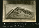 029-03: Platecarpus Skull by George Fryer Sternberg 1883-1969