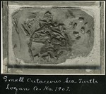 029-04: Fossil of a Cretaceous Sea Turtle by George Fryer Sternberg 1883-1969