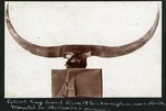 030-01: Long Horned Bison Skull