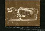 030-02: Rhinoceros by George Fryer Sternberg 1883-1969