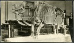 031-02: Rhinoceros (Titanotherium) by George Fryer Sternberg 1883-1969