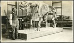 031-03: Rhinoceros (Titanotherium) and Charles H. Sternberg