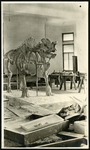 031-04: Rhinoceros (Titanotherium) Prepared for Exhibit by George Fryer Sternberg 1883-1969