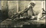 037-01: Lower Jaw of a Titanotherium by George Fryer Sternberg 1883-1969