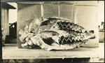 037-02: Skull of a Titanotherium by George Fryer Sternberg 1883-1969