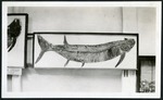 053-02: Portheus Molossus by George Fryer Sternberg 1883-1969