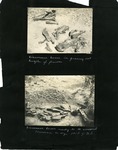 060-00: Sternberg Album Page 60 by George Fryer Sternberg 1883-1969