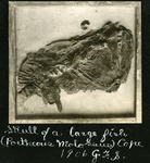 063-03: Portheus Molossus by George Fryer Sternberg 1883-1969