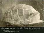 063-05: Land Turtle by George Fryer Sternberg 1883-1969