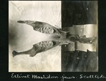 064-04: Mastodon Jaws by George Fryer Sternberg 1883-1969