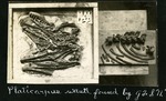 065-01: Platecarpus Skull by George Fryer Sternberg 1883-1969