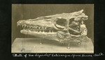 065-02: Mounted Platecarpus Skull by George Fryer Sternberg 1883-1969