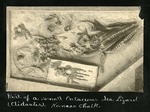 065-04: Clidastes Fossil by George Fryer Sternberg 1883-1969
