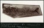 067-02: Fossil of a Cretaceous Fish by George Fryer Sternberg 1883-1969