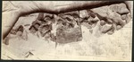 068-03: Tylosaurus Fossil by George Fryer Sternberg 1883-1969