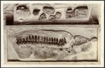 068-04: Fossil of a Spine by George Fryer Sternberg 1883-1969