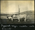 070-02: Cattle by George Fryer Sternberg 1883-1969