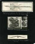 073-00: Sternberg Album Page 73 by George Fryer Sternberg 1883-1969