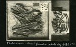 073-02: Platecarpus Skull by George Fryer Sternberg 1883-1969